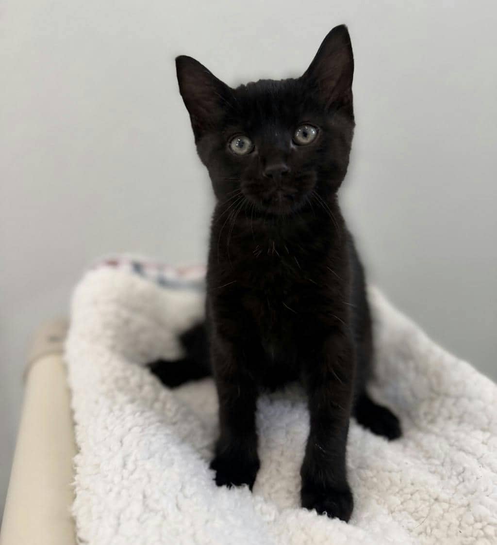 Cape - Domestic Short Hair cat available for adoption at Ontario SPCA (Ottawa Area) in Brockville