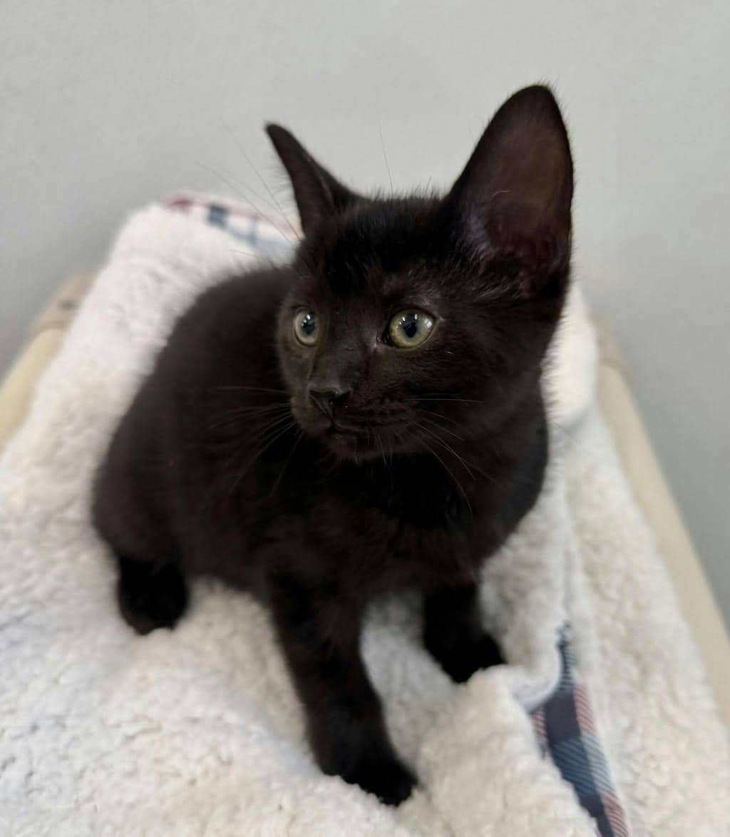 Begonia - Domestic Short Hair available for adoption