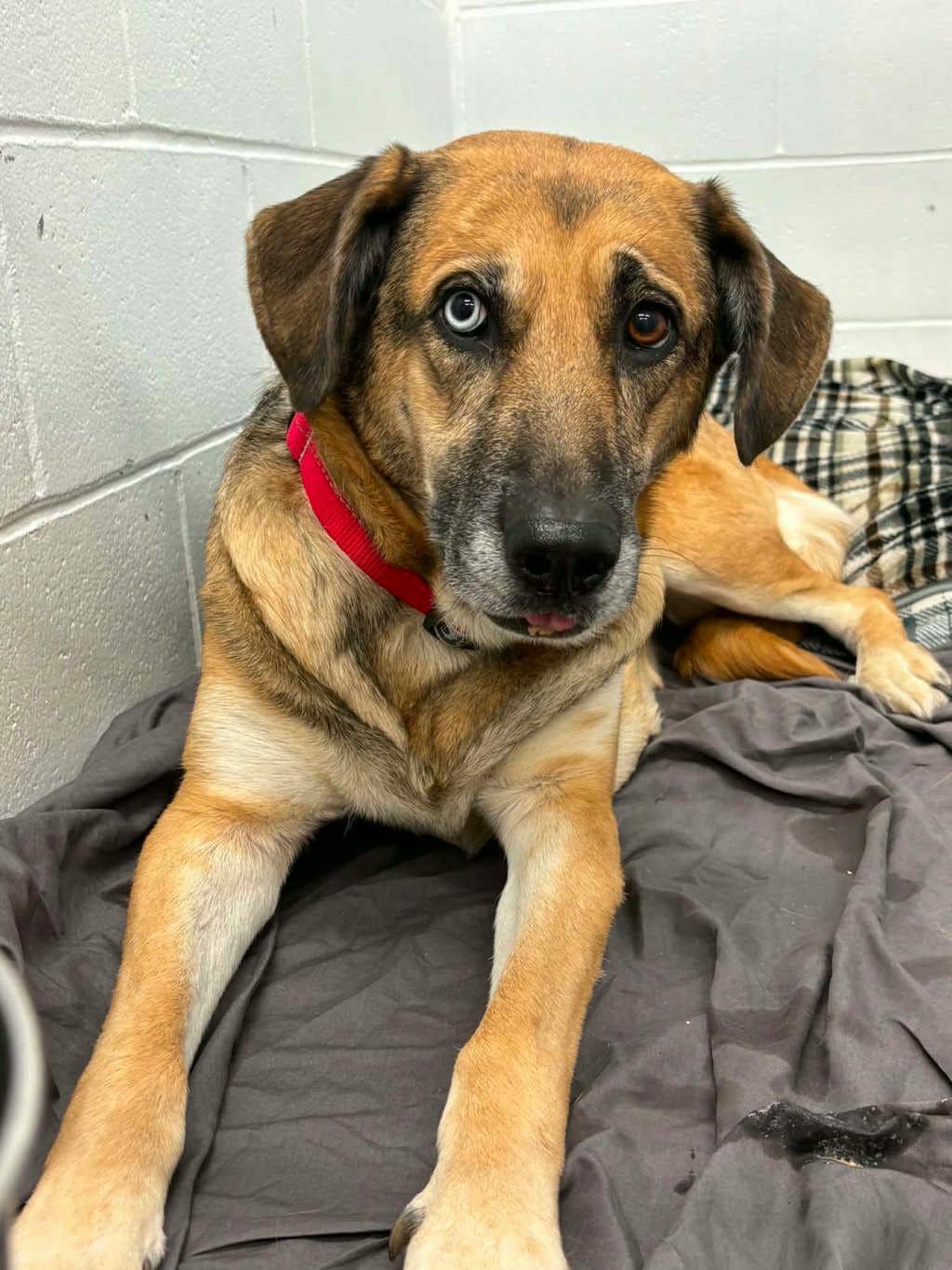 Molly - Shepherd available for adoption