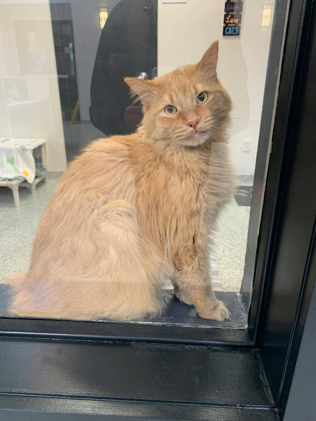 Felix - Domestic Medium Hair available for adoption
