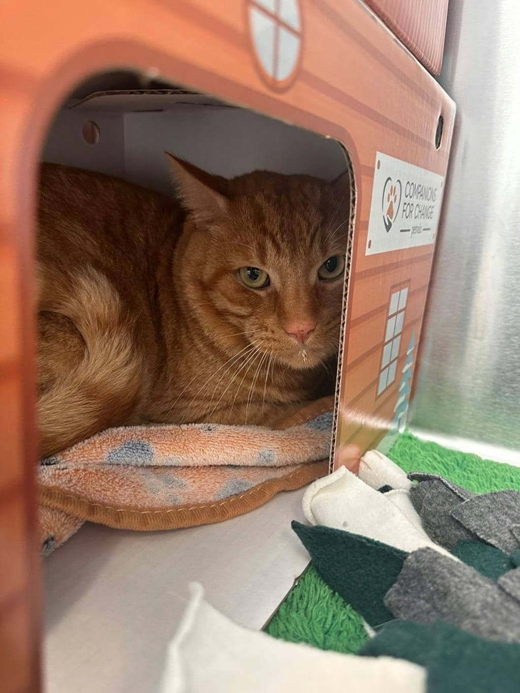 Babe - Domestic Short Hair available for adoption
