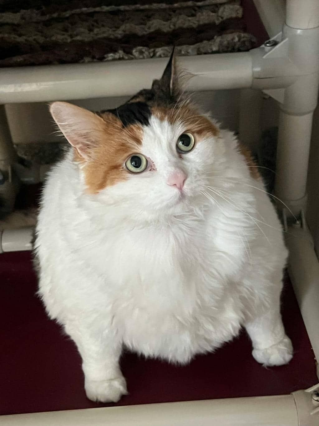 Della - Domestic Medium Hair available for adoption