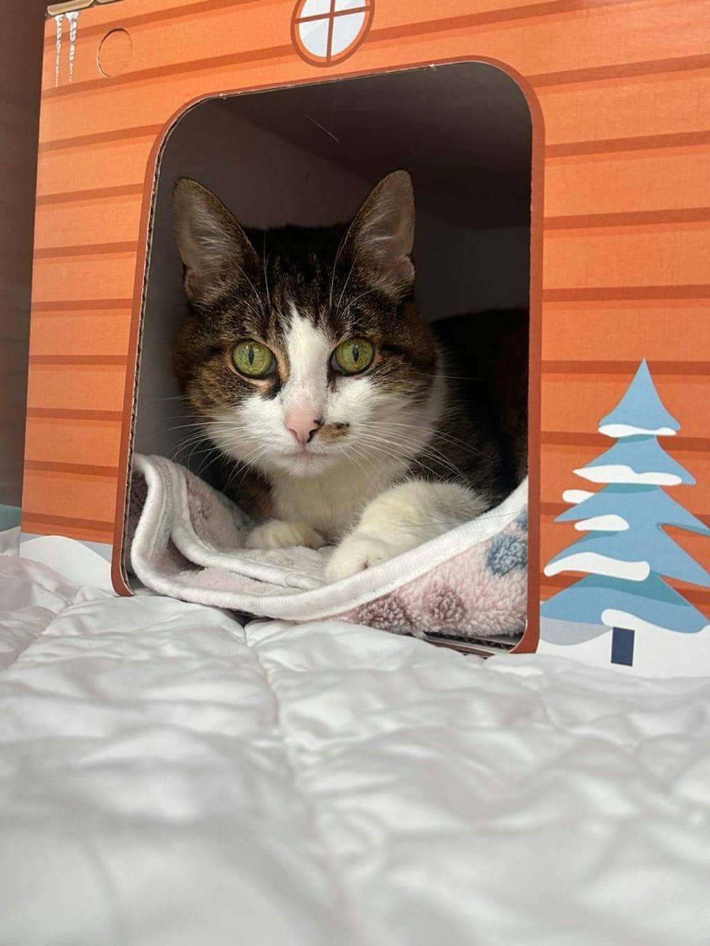 Miss Kitty - Domestic Short Hair cat available for adoption at Ontario SPCA (Toronto Area) in Toronto