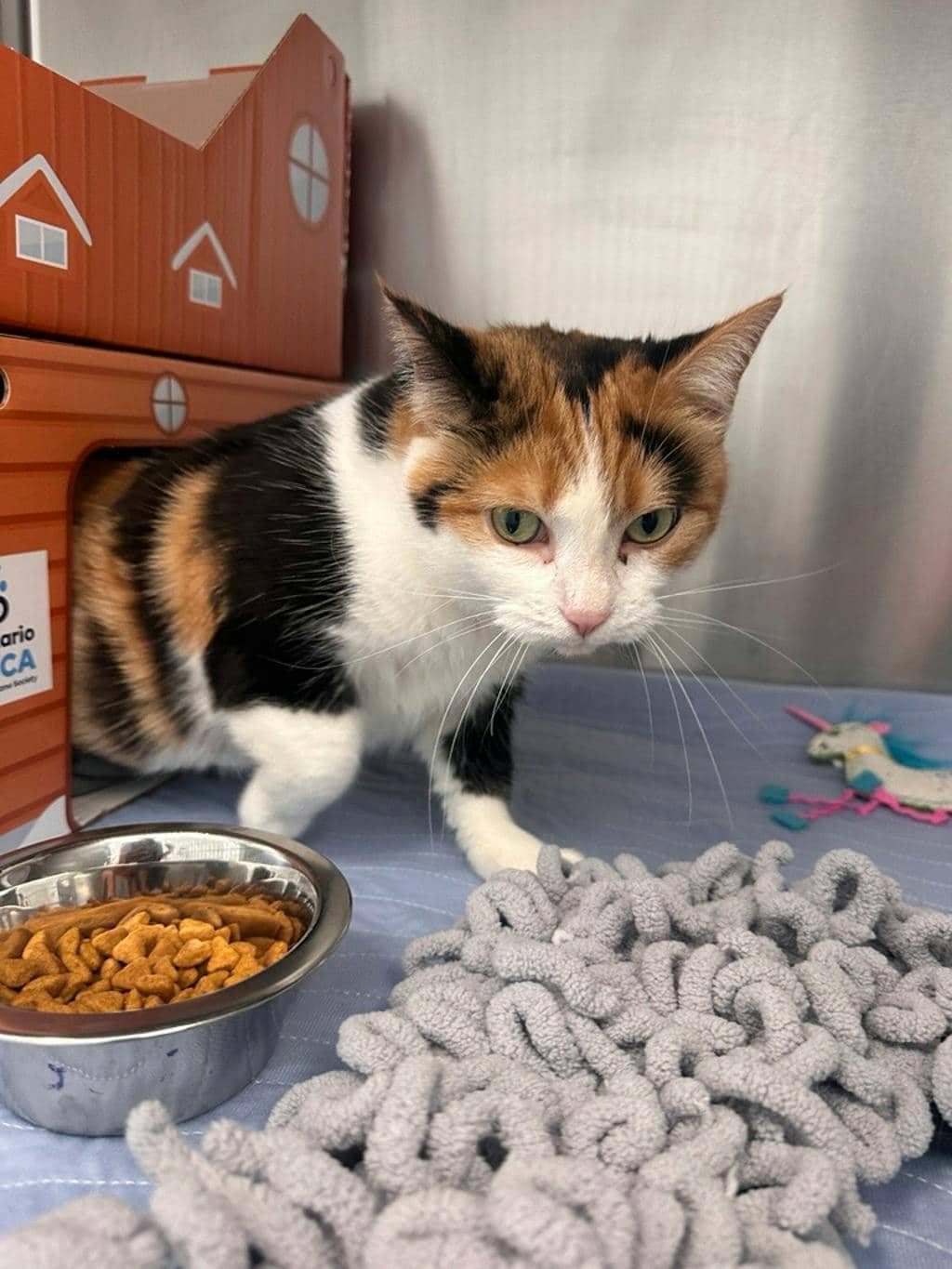 Aurora - Domestic Short Hair available for adoption