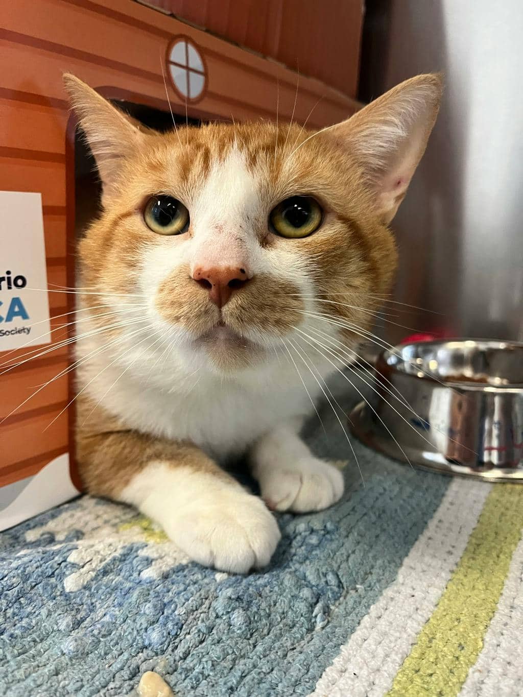 Lyric - Domestic Short Hair available for adoption
