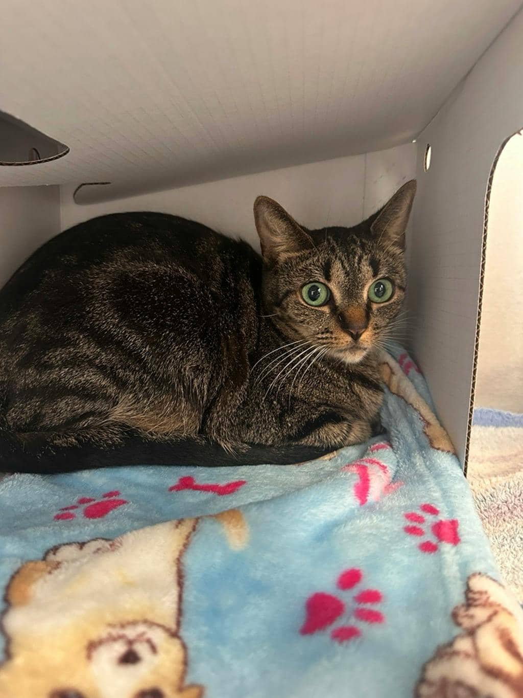 Layla Rose - Domestic Short Hair cat available for adoption at Ontario SPCA (Toronto Area) in Stouffville