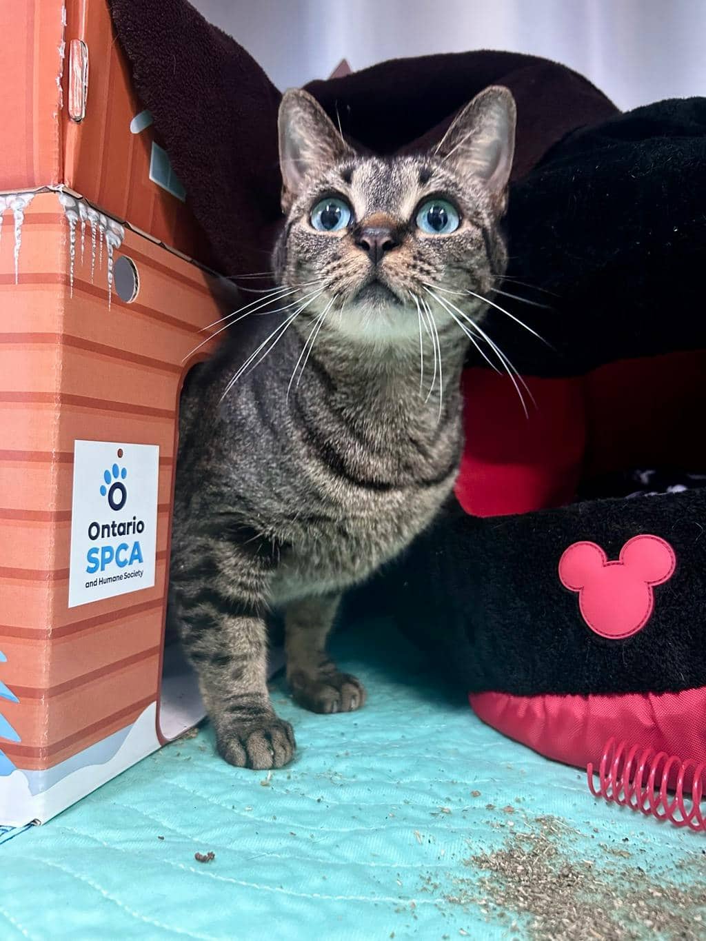 Layla Rose - Domestic Short Hair available for adoption