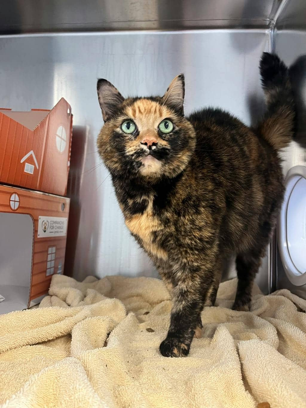 Archie - Domestic Short Hair cat available for adoption at Ontario SPCA (Toronto Area) in Stouffville