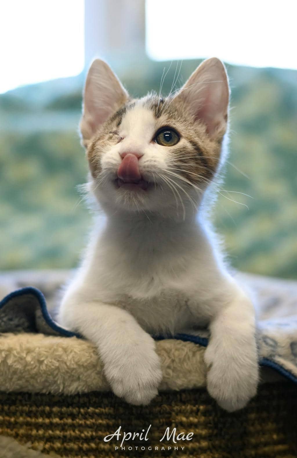 Sassy - Domestic Medium Hair available for adoption