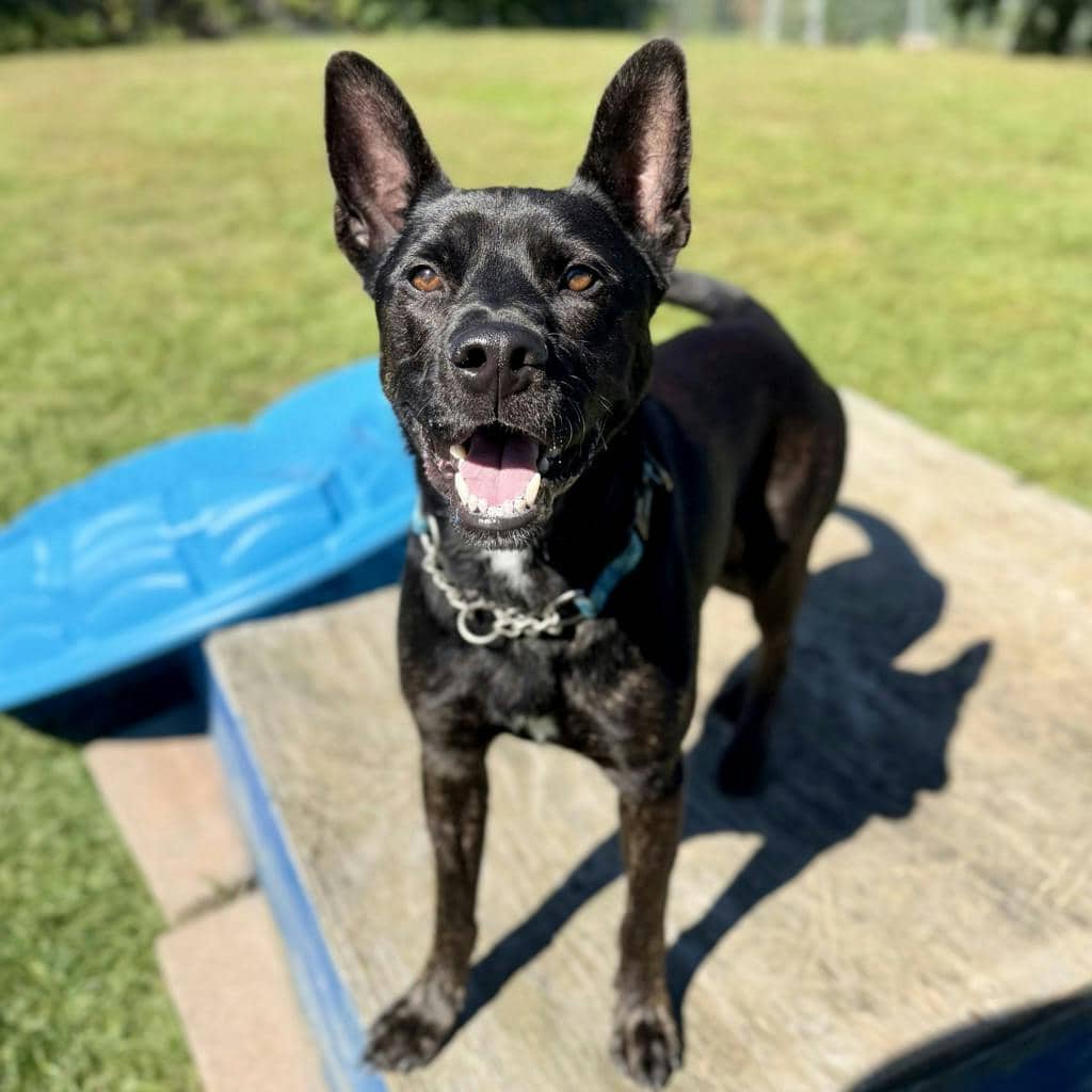 Ace - Australian Cattledog available for adoption at Ontario SPCA (Ottawa Area) in Ottawa