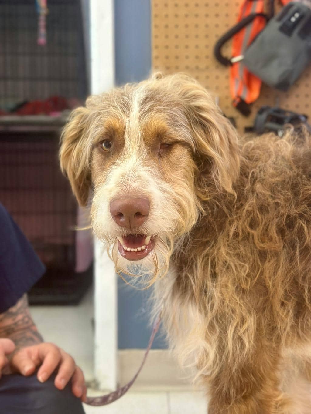 Coco - Australian Shepherd available for adoption