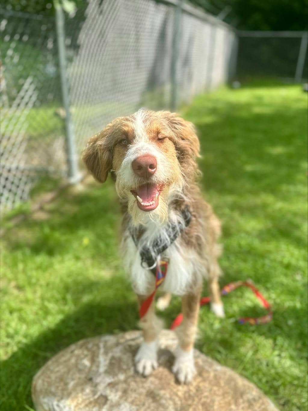 Coco - Australian Shepherd available for adoption