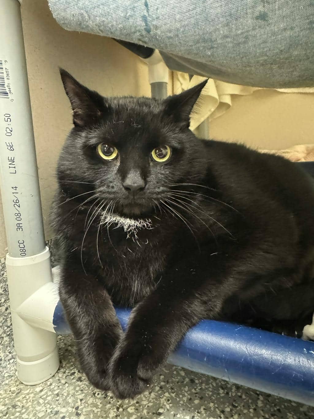 Midnight - Domestic Short Hair available for adoption