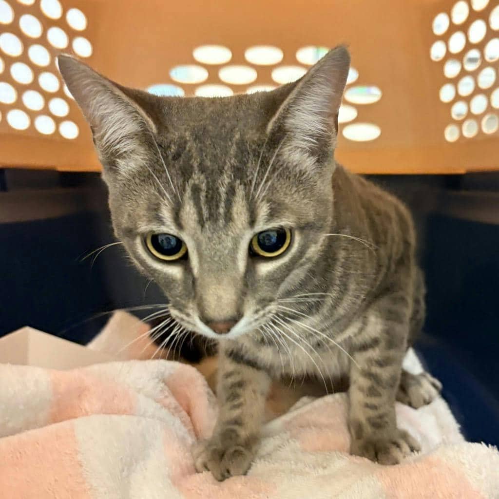 Baby @ Huntsville Pet Smart - Domestic Short Hair cat available for adoption at Ontario SPCA (Central Ontario) in Bracebridge