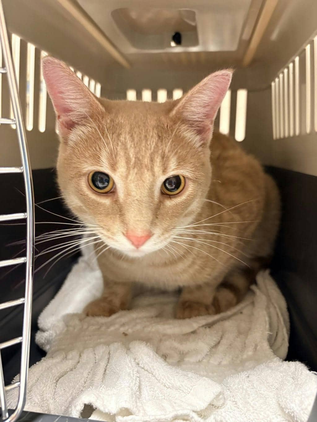 Alvin @ Huntsville Pet Smart - Domestic Short Hair available for adoption