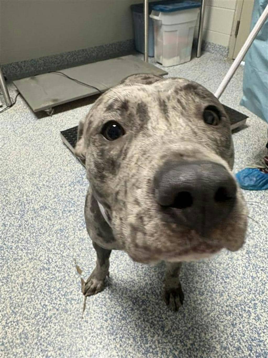 Moo Moo - American Bulldog available for adoption