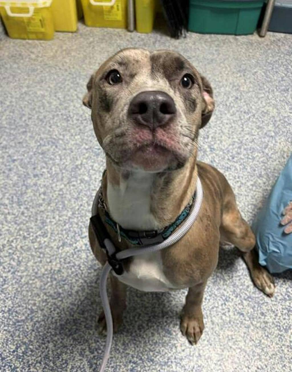Puddin’ - American Bulldog available for adoption