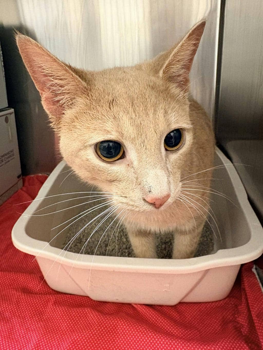 Mau @ Huntsville Pet Smart - Domestic Short Hair cat available for adoption at Ontario SPCA (Central Ontario) in Bracebridge