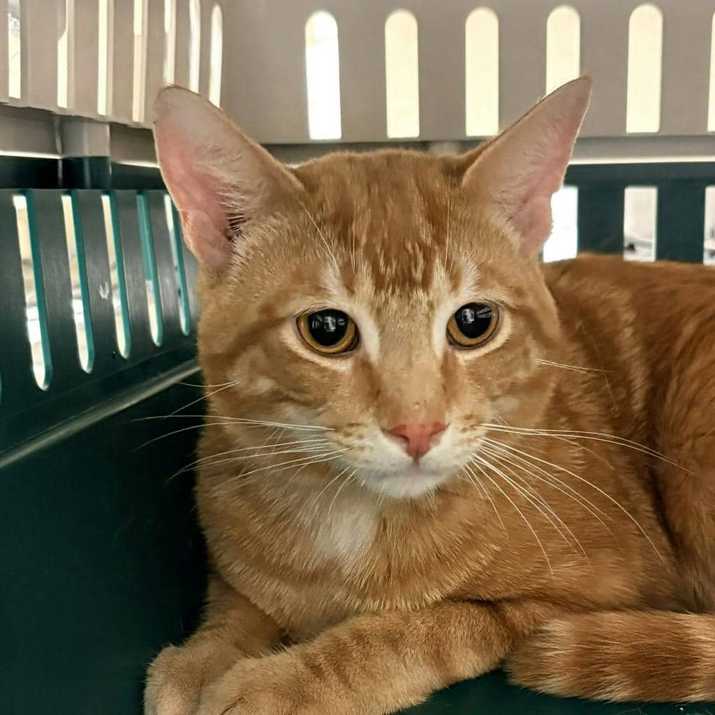 Seth @ Huntsville Pet Smart - Domestic Short Hair available for adoption