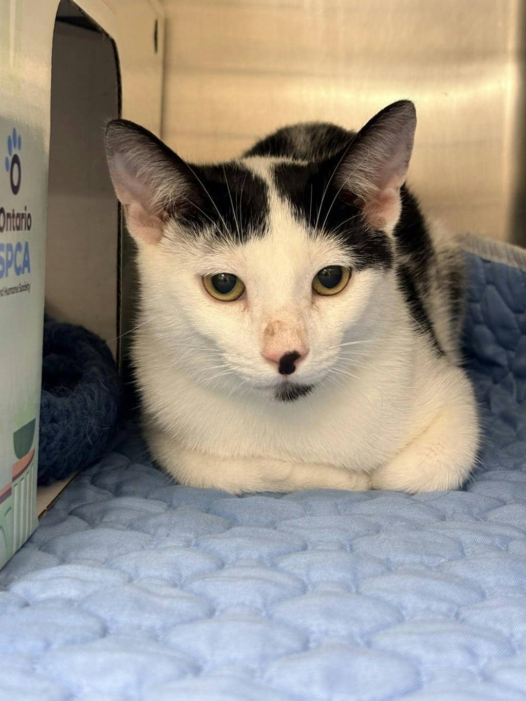 Ra - Domestic Short Hair cat available for adoption at Ontario SPCA (Central Ontario) in Bracebridge
