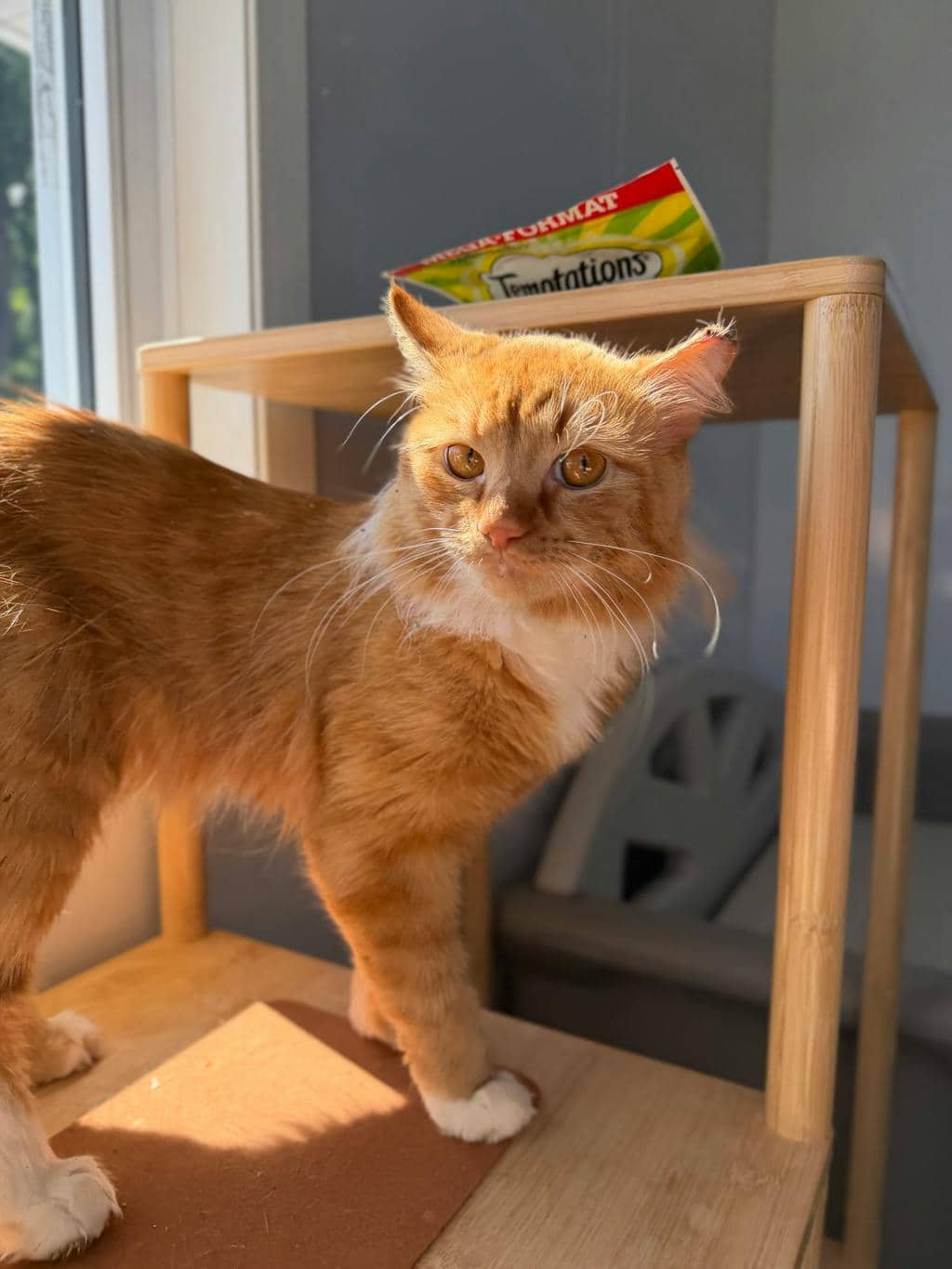 Roger - Domestic Longhair available for adoption