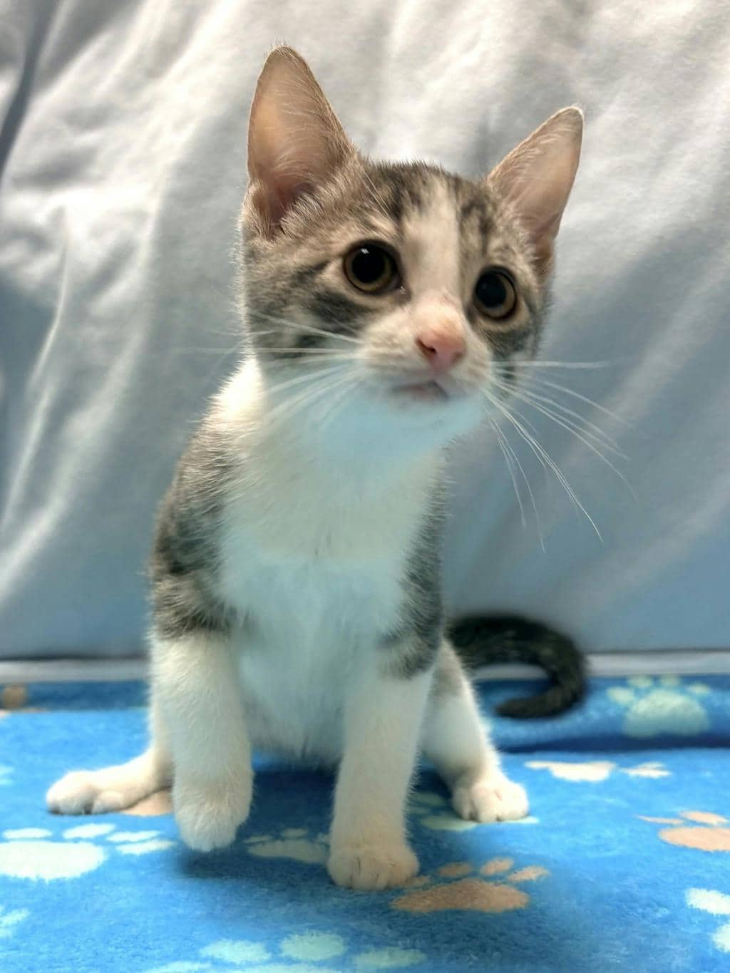 Aster - Domestic Short Hair available for adoption