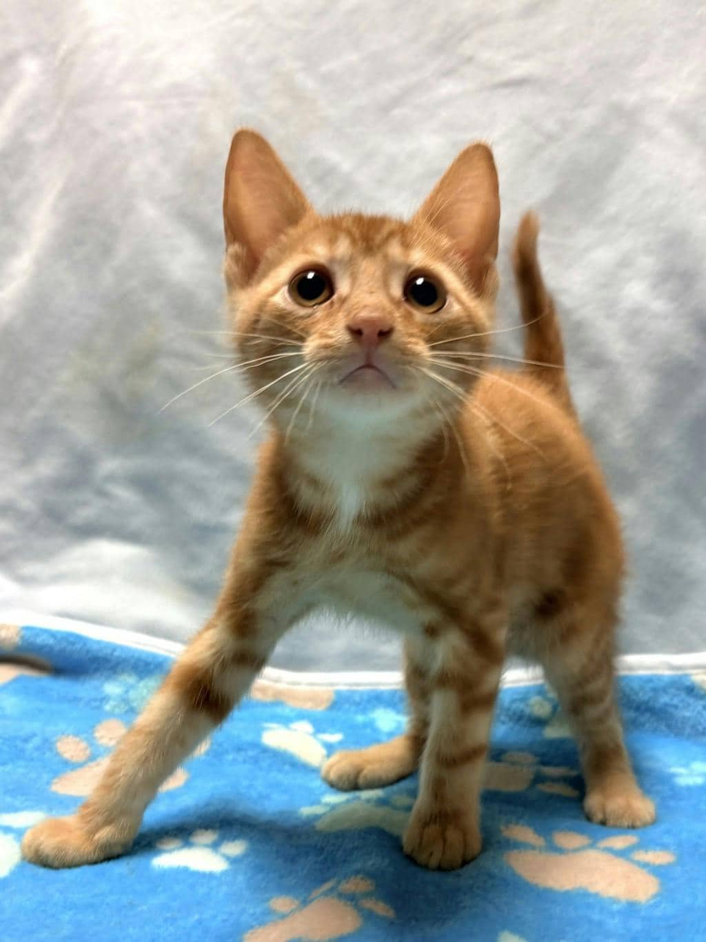 Thistle - Domestic Short Hair cat available for adoption at Ontario SPCA (Central Ontario) in Bracebridge