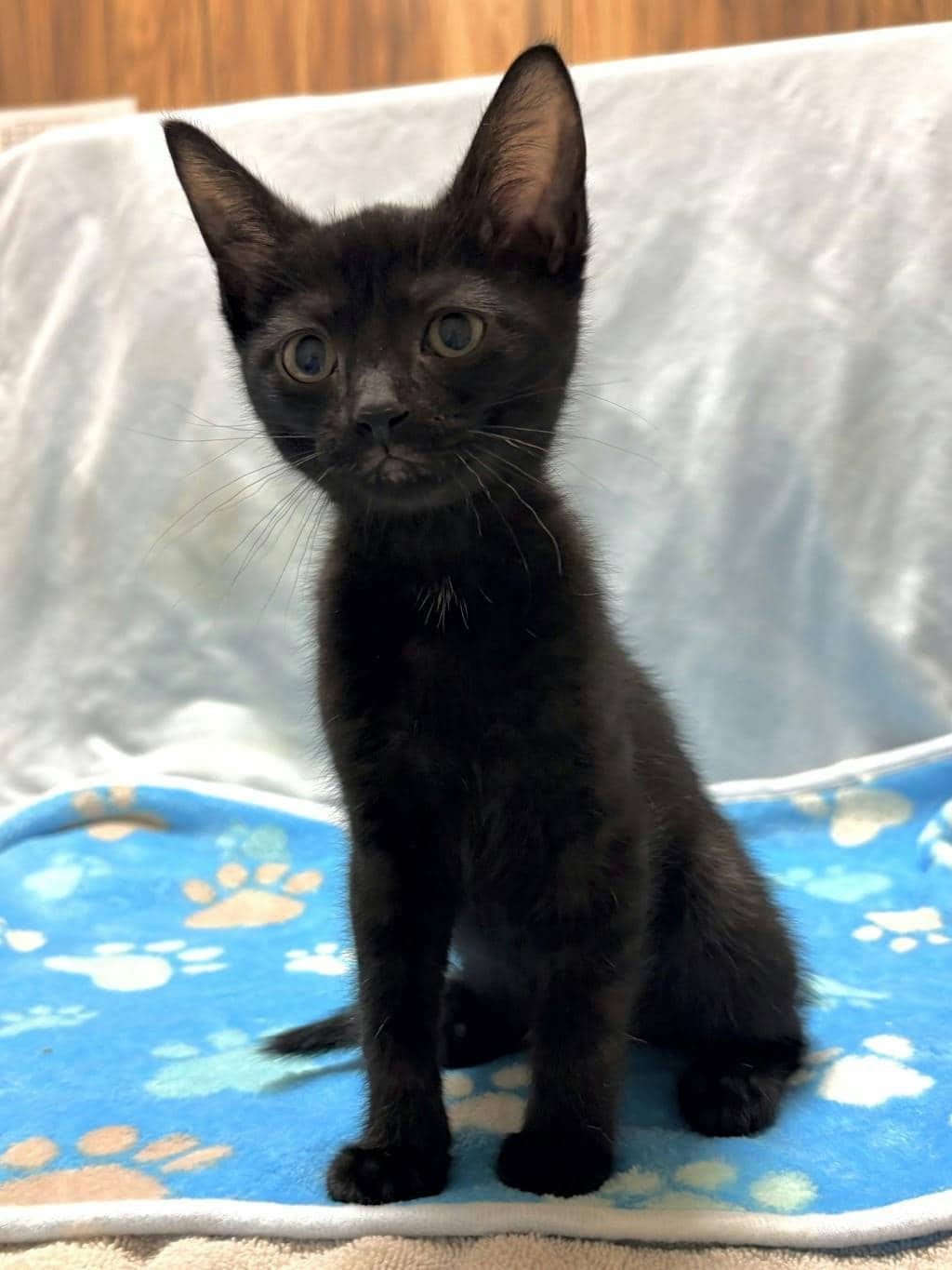 Lupine - Domestic Short Hair available for adoption