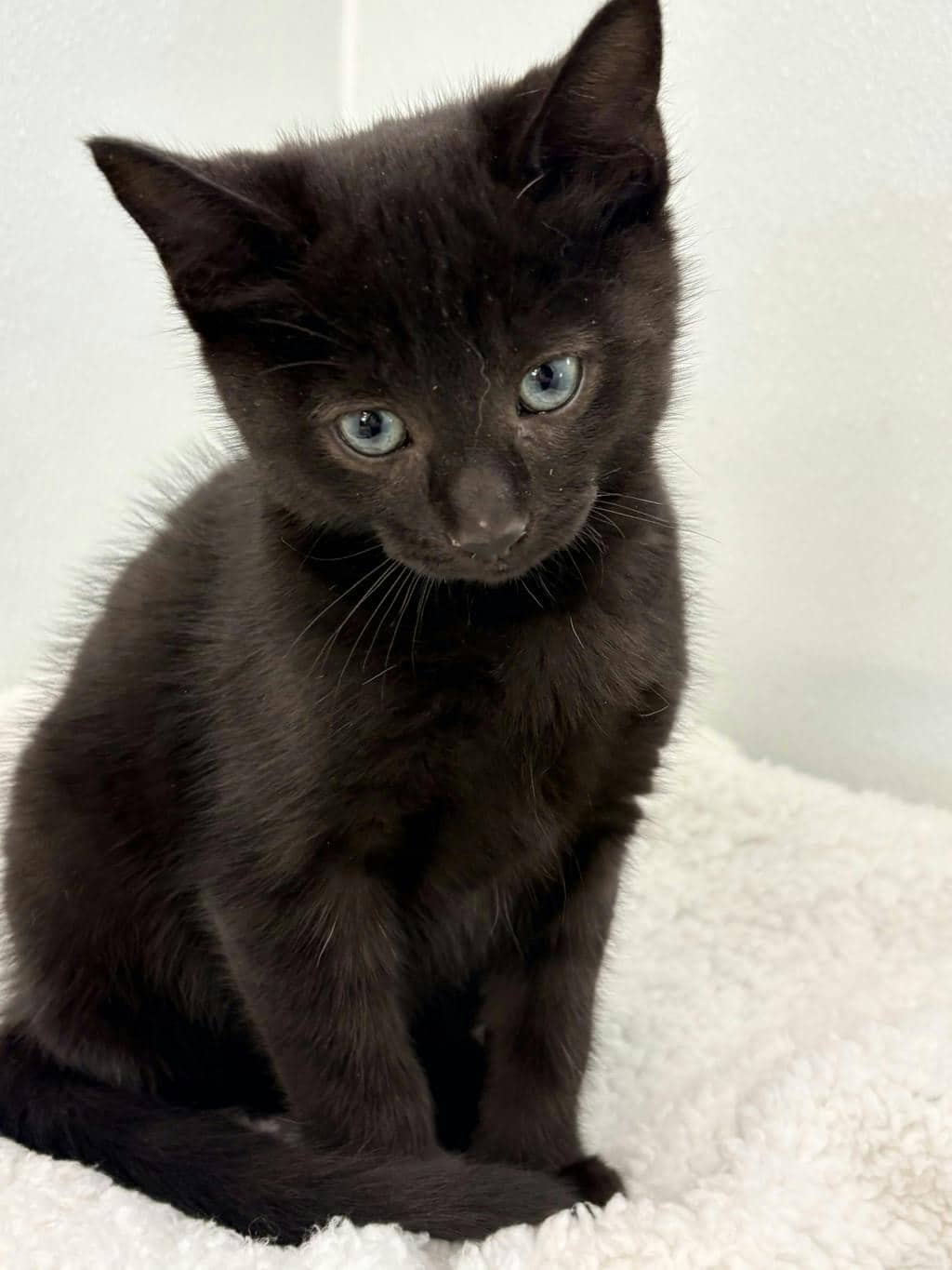 Bramble - Domestic Short Hair available for adoption