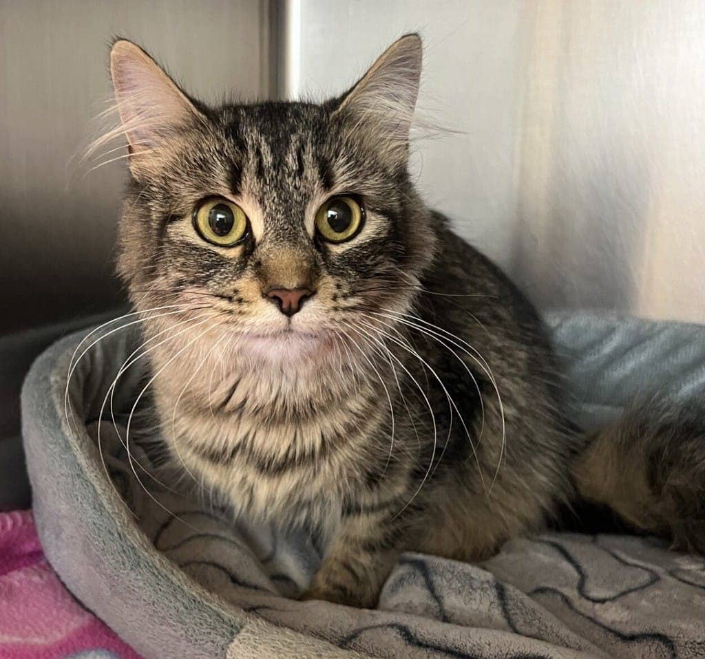 Jynx - Domestic Medium Hair cat available for adoption at Ontario SPCA (Sudbury) in Sudbury
