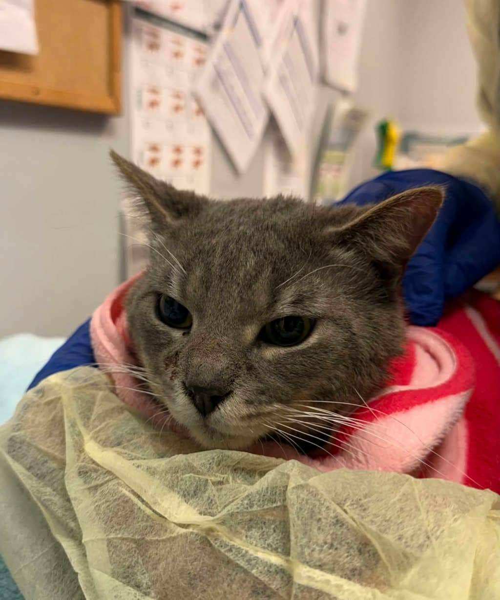 Catsby - Domestic Short Hair cat available for adoption at Ontario SPCA (Ottawa Area) in Cornwall