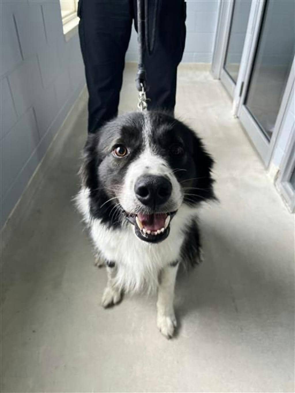 Rookie - Border Collie available for adoption at Ontario SPCA (Toronto Area) in Stouffville