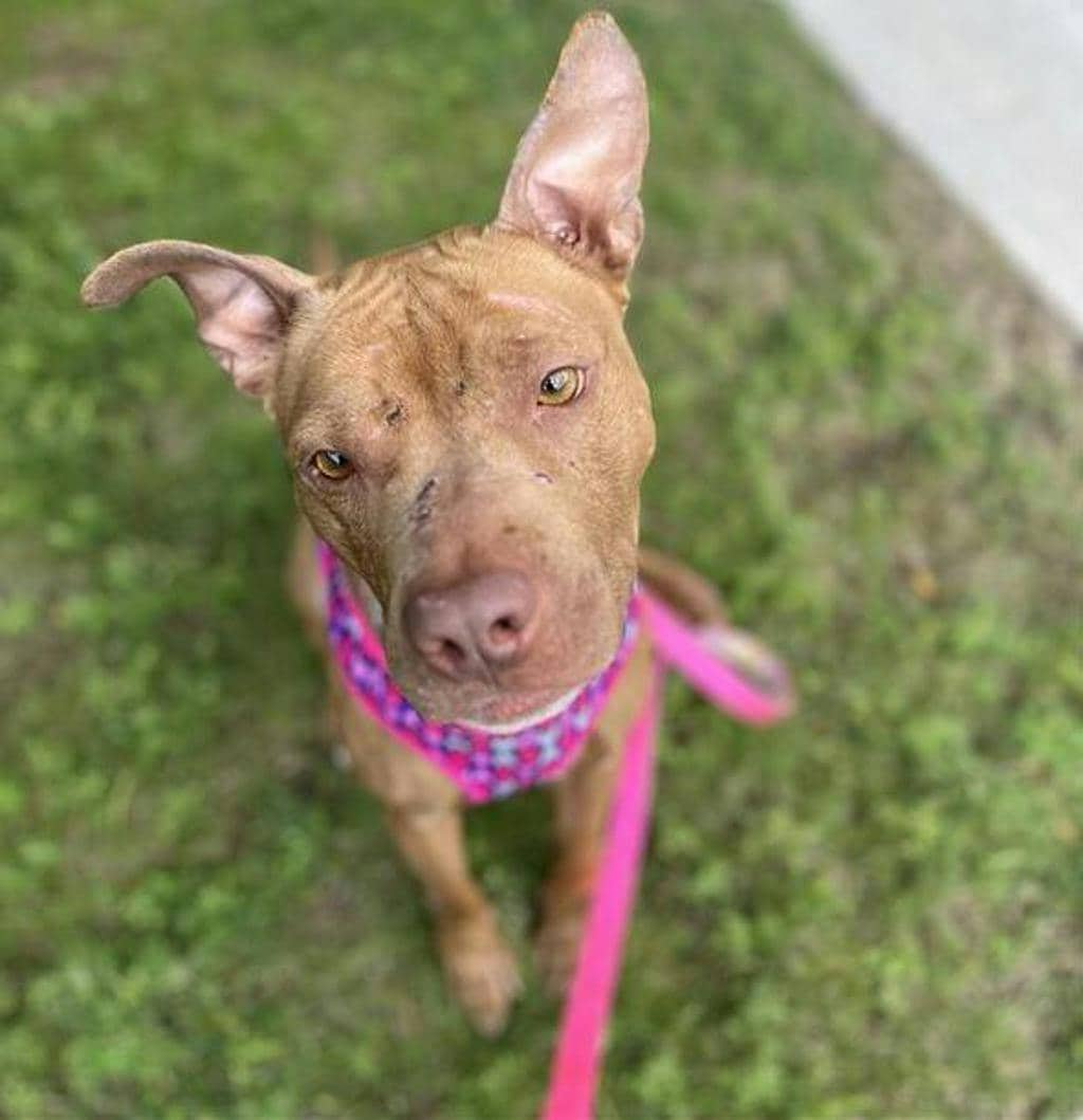 Princess Bubblegum - American Bulldog available for adoption at Ontario SPCA (Central Ontario) in Barrie
