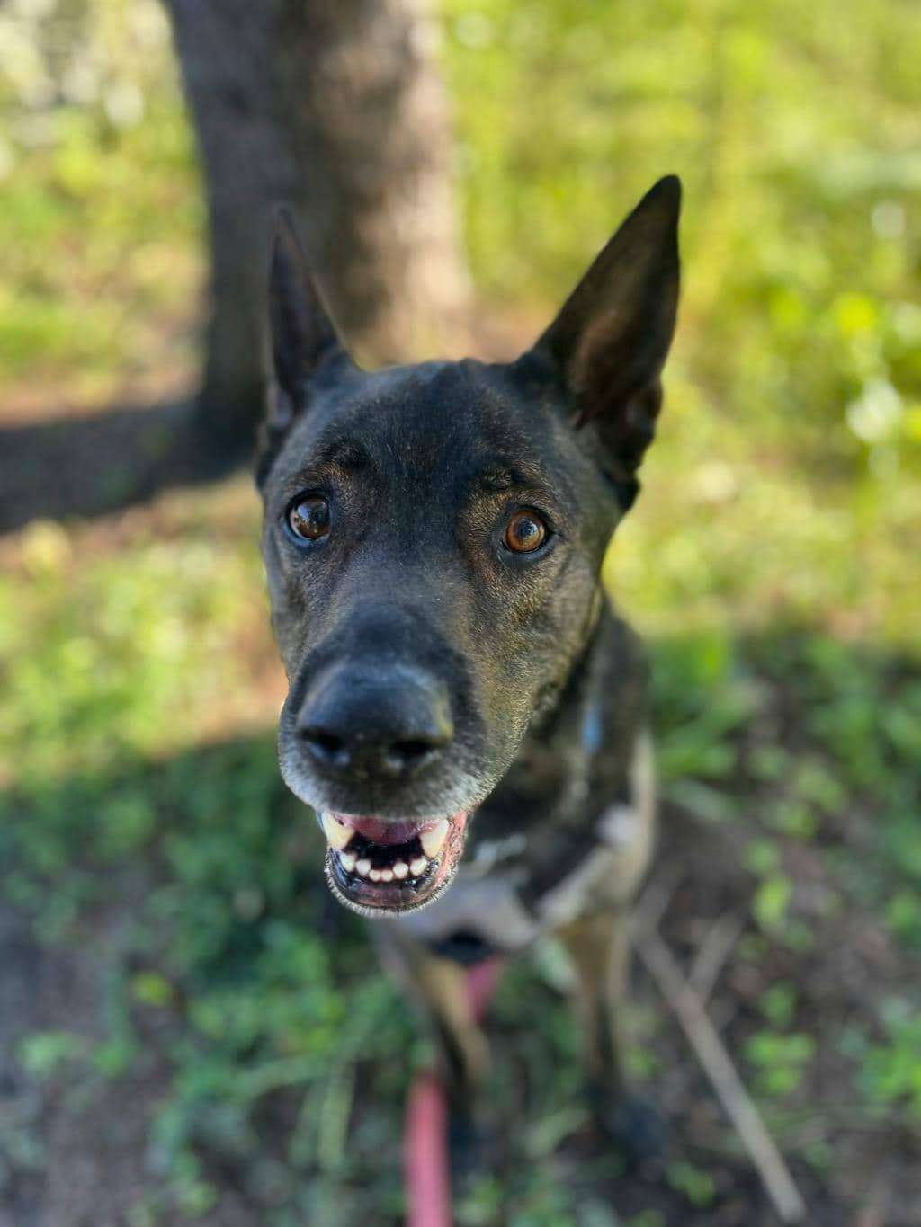 Finn - Shepherd available for adoption