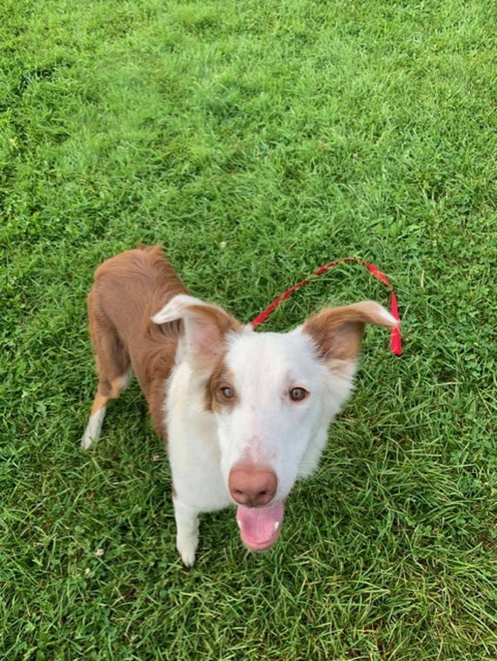 Lenny - Australian Shepherd available for adoption