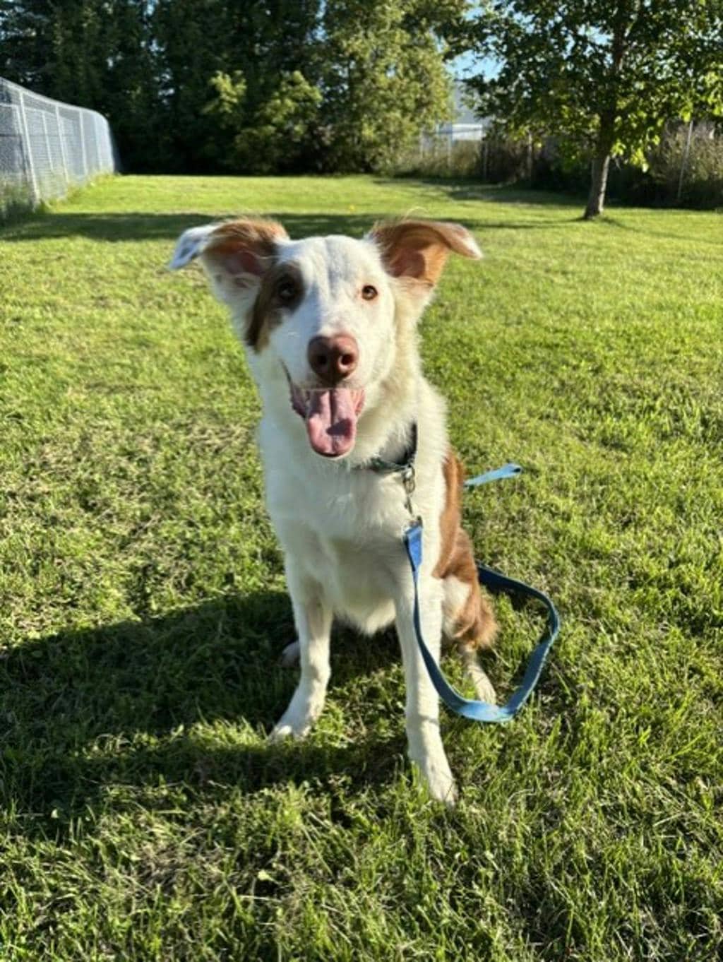 Lenny - Australian Shepherd available for adoption