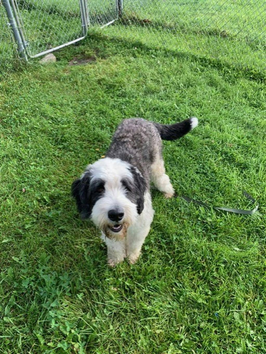 Teddy - Poodle Standard available for adoption at Ontario SPCA & Humane Society in Napanee