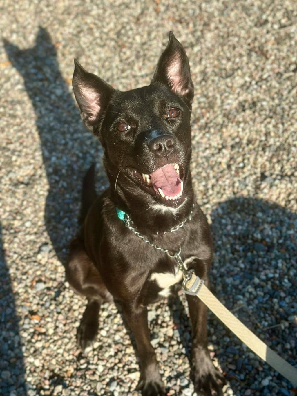 Roxy - Kelpie available for adoption in Calgary