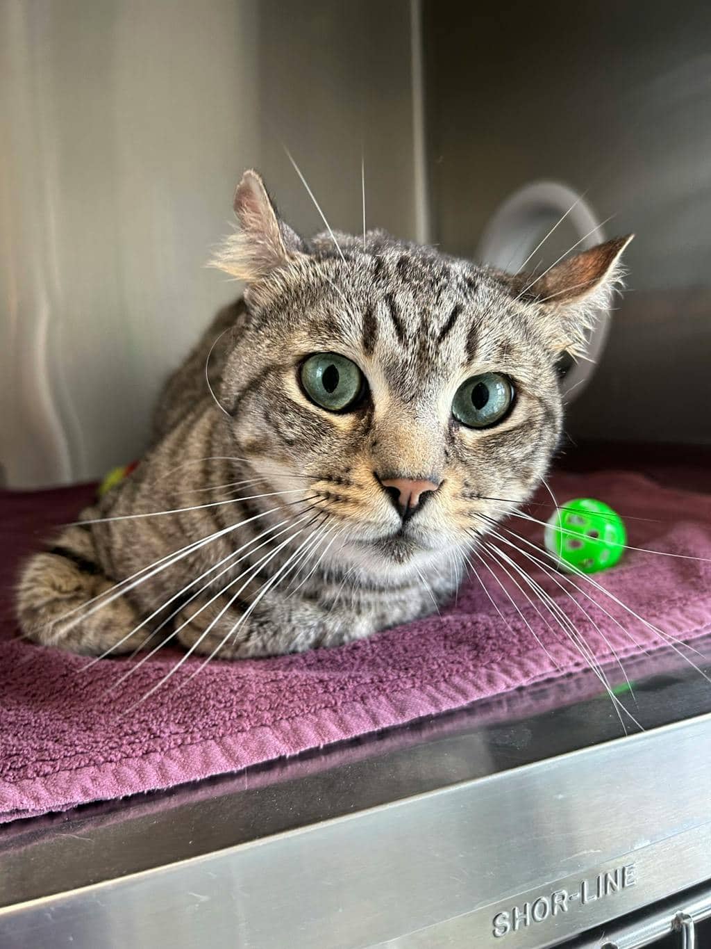 Gilbert - Domestic Short Hair available for adoption