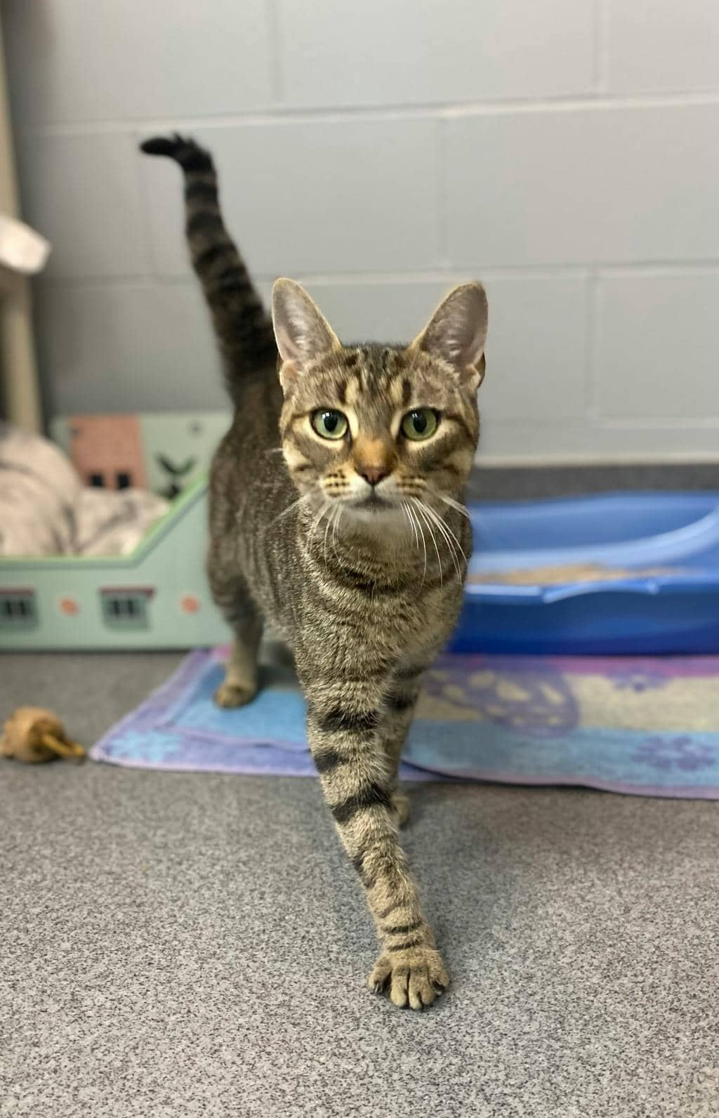 White Stripes - Domestic Short Hair available for adoption
