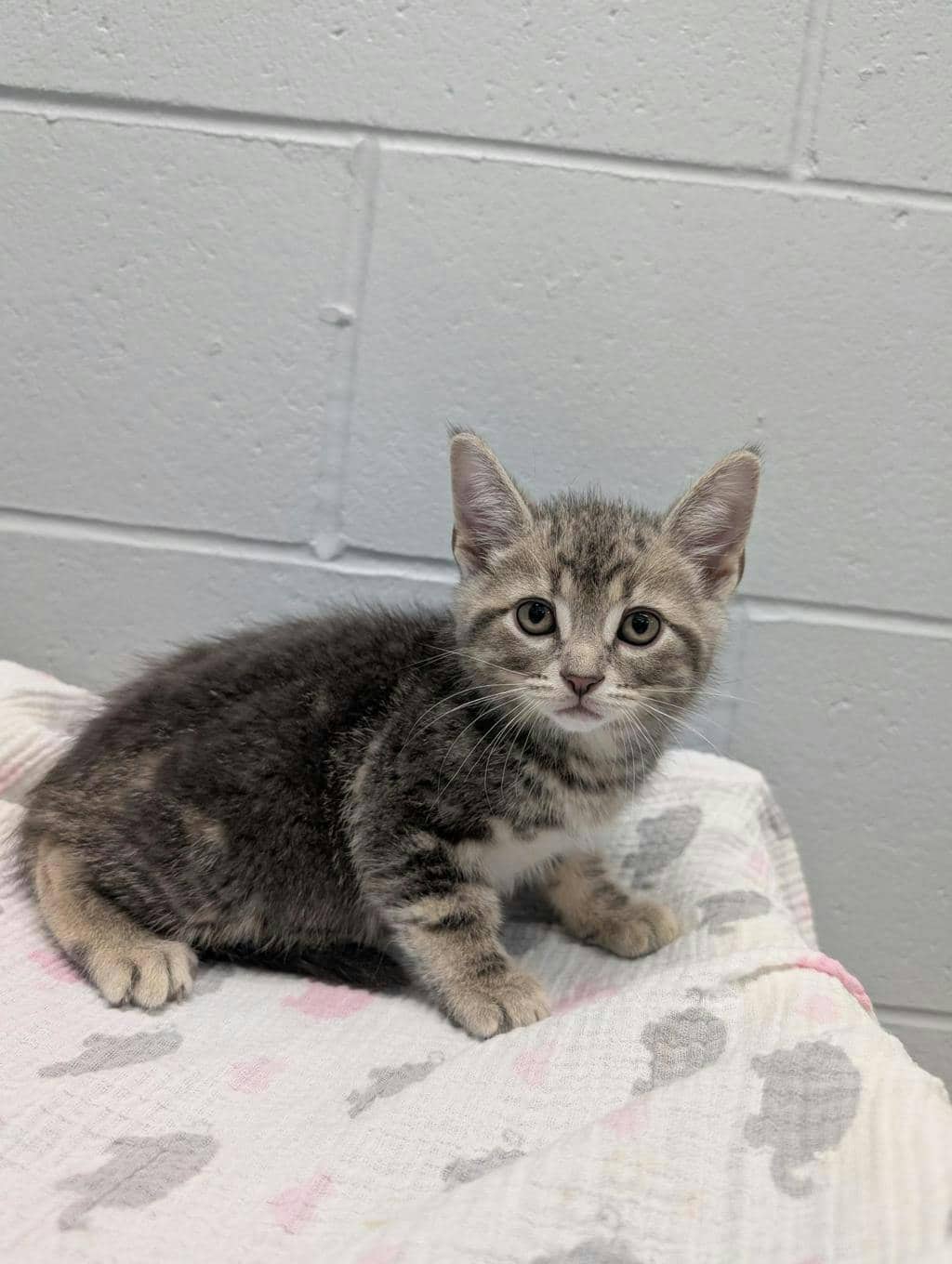 White Moon - Domestic Short Hair cat available for adoption at Ontario SPCA (Central Ontario) in Orillia