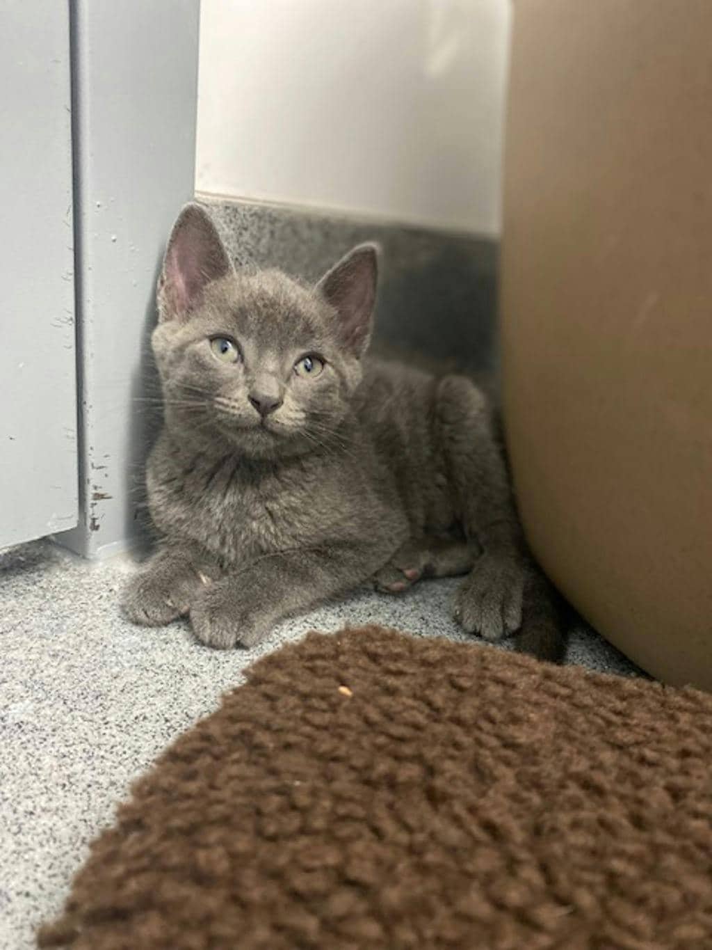 Aluminum - Domestic Short Hair cat available for adoption at Ontario SPCA (Central Ontario) in Orillia