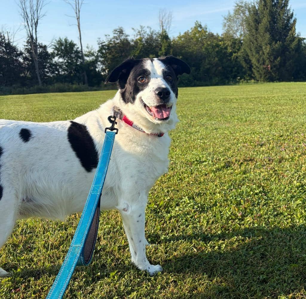 Virgil - Border Collie available for adoption at Ontario SPCA (Ottawa Area) in Pembroke