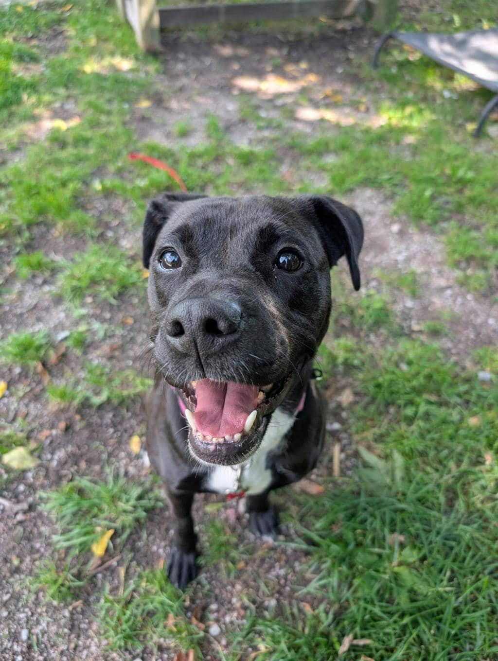 Jules - Labrador available for adoption at Ontario SPCA (Central Ontario) in Orillia