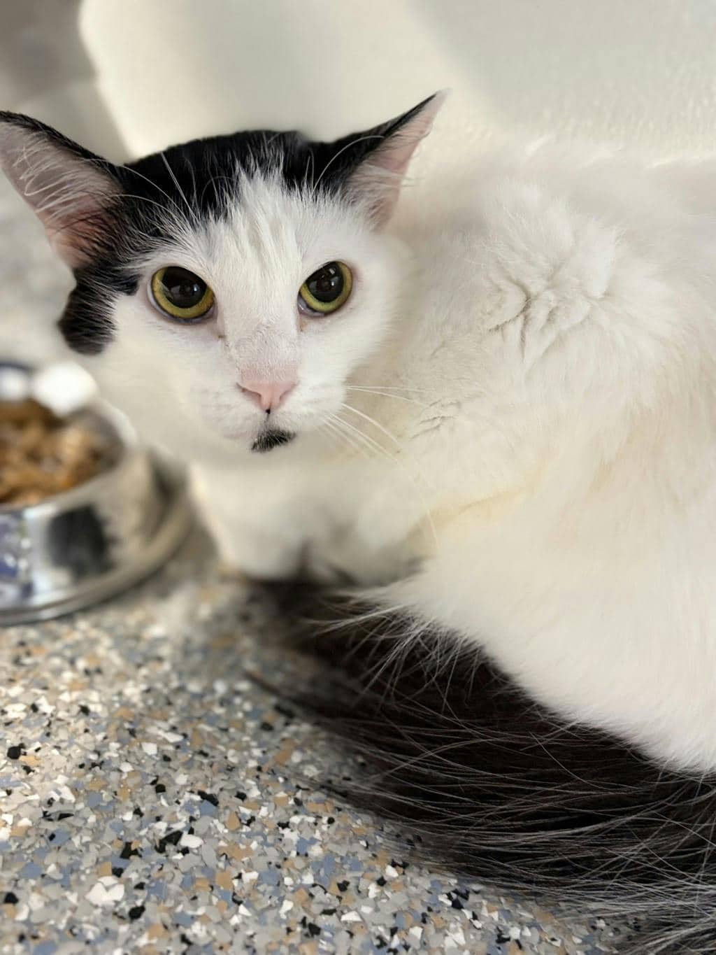 Jill - Domestic Short Hair available for adoption