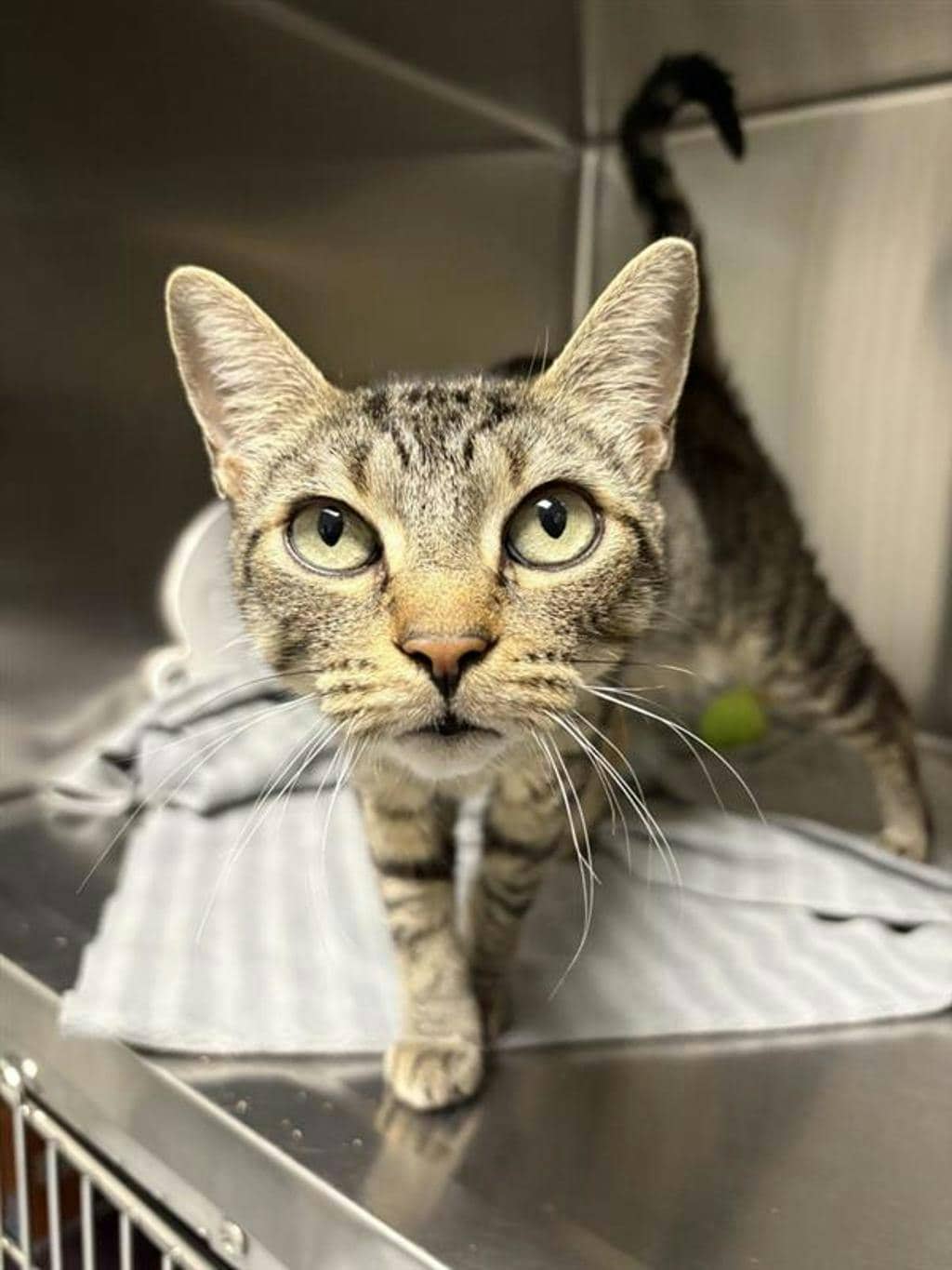 Penny - Domestic Short Hair cat available for adoption at Ontario SPCA (Central Ontario) in Midland