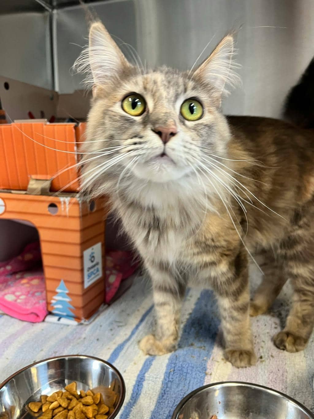 Lala - Maine Coon available for adoption