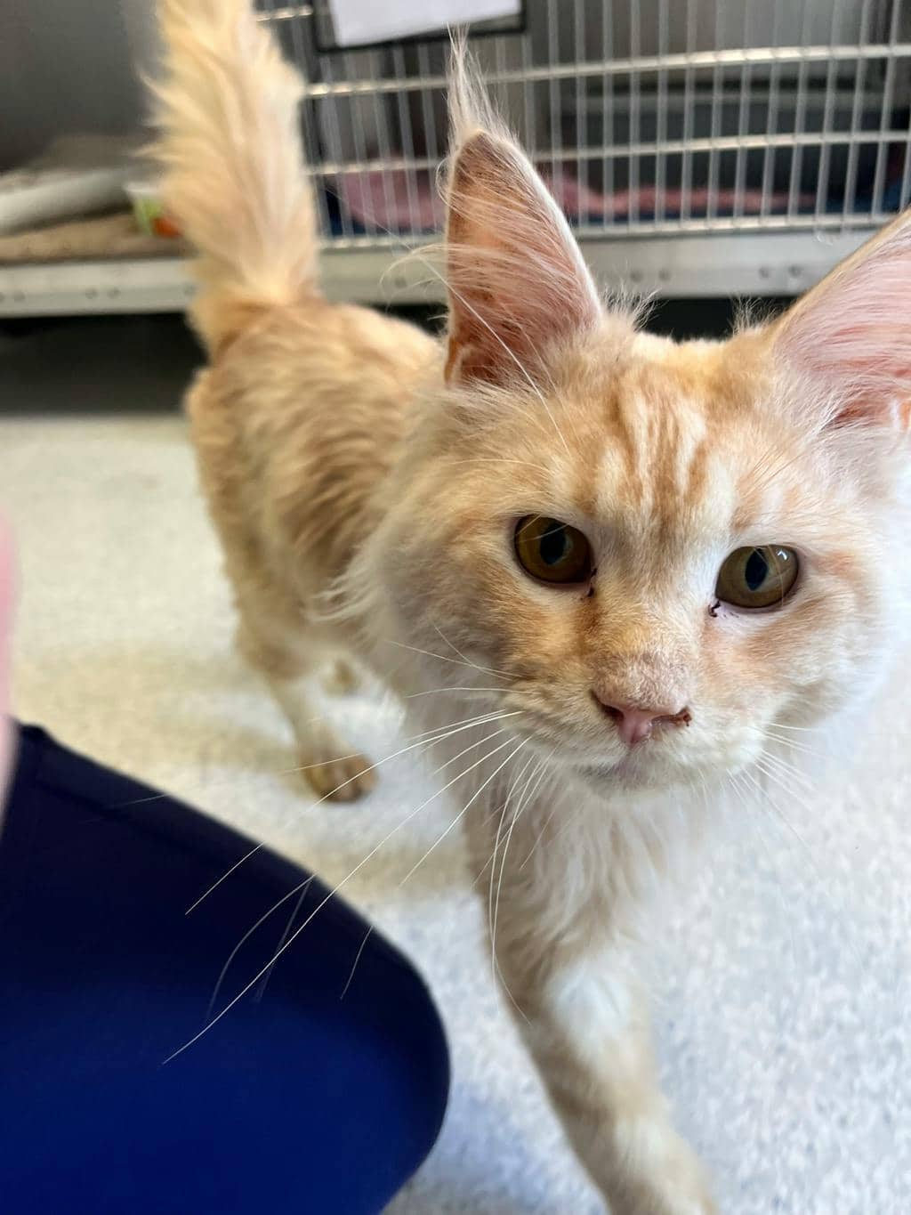 Ham - Maine Coon available for adoption