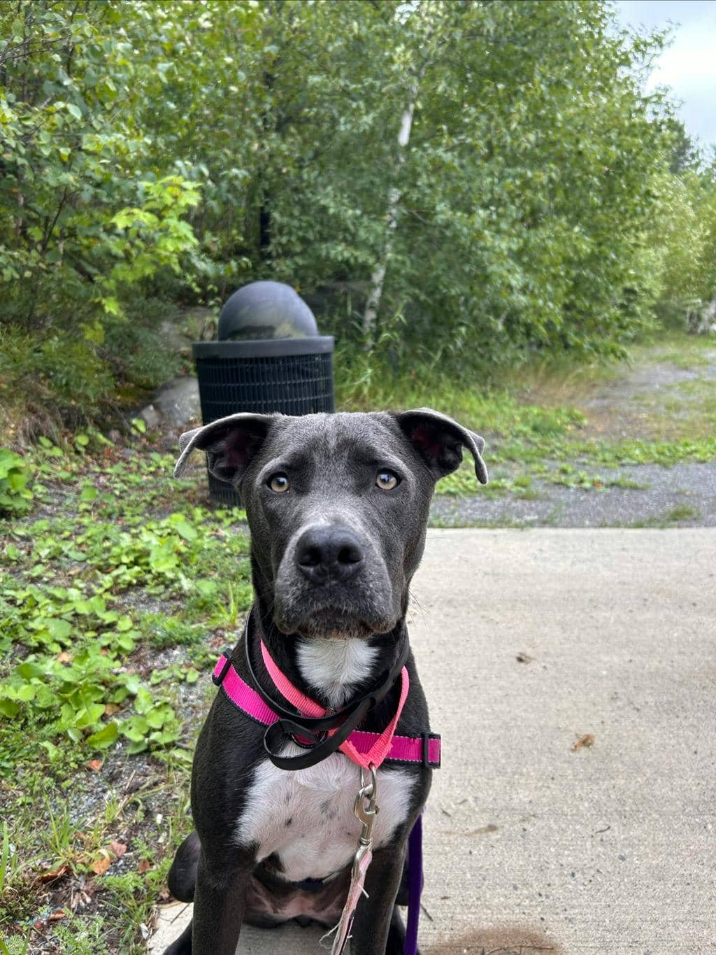 Stella - American Bulldog available for adoption at Ontario SPCA (Sudbury) in Sudbury