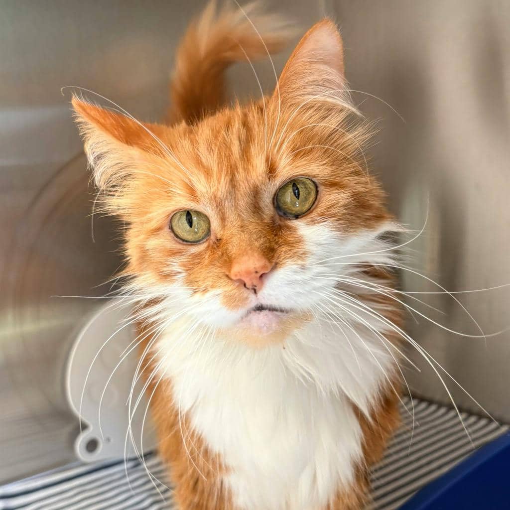 Gizmo - Domestic Short Hair cat available for adoption at Ontario SPCA (Central Ontario) in Bracebridge
